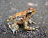  (Micrixalus fuscus - RGCB29)  @11 [ ] CreativeCommons - Attribution Non-Commercial Share-Alike (2015) Unspecified RGCB