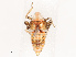  (Lupola - CBG-B19166-B03)  @11 [ ] CreativeCommons - Attribution Share - Alike (2025) CBG Photography Group Centre for Biodiversity Genomics