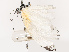  ( - CBG-B19182-A03)  @11 [ ] CreativeCommons - Attribution Share - Alike (2025) CBG Photography Group Centre for Biodiversity Genomics