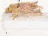  ( - CBG-B17213-B10)  @11 [ ] CreativeCommons - Attribution Share - Alike (2025) CBG Photography Group Centre for Biodiversity Genomics