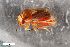  ( - ZFMK-TIS-2574874)  @11 [ ] CreativeCommons  Attribution Share-Alike (by-sa) 640 (2017) Unspecified Zoologisches Forschungsmuseum Alexander Koenig