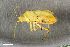  ( - ZFMK-TIS-2574916)  @11 [ ] CreativeCommons  Attribution Share-Alike (by-sa) 640 (2017) Unspecified Zoologisches Forschungsmuseum Alexander Koenig