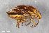  ( - ZFMK-TIS-2578082)  @11 [ ] CreativeCommons  Attribution Share-Alike (by-sa) 640 (2017) Unspecified Zoologisches Forschungsmuseum Alexander Koenig