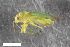  ( - ZFMK-TIS-2582935)  @11 [ ] CreativeCommons  Attribution Share-Alike (by-sa) 640 (2016) Unspecified Zoologisches Forschungsmuseum Alexander Koenig