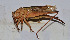  ( - ZYX101)  @13 [ ] CreativeCommons - Attribution (2010) Zhi-Jun Zhou Centre for Biodiversity Genomics