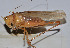  ( - ZYX112)  @13 [ ] CreativeCommons - Attribution (2010) Zhi-Jun Zhou Centre for Biodiversity Genomics