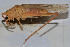  ( - ZYX114)  @12 [ ] CreativeCommons - Attribution (2010) Zhi-Jun Zhou Centre for Biodiversity Genomics