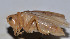  ( - ZYX115)  @12 [ ] CreativeCommons - Attribution (2010) Zhi-Jun Zhou Centre for Biodiversity Genomics