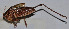  ( - ZYX118)  @12 [ ] CreativeCommons - Attribution (2010) Zhi-Jun Zhou Centre for Biodiversity Genomics