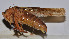  ( - ZYX103)  @13 [ ] CreativeCommons - Attribution (2010) Zhi-Jun Zhou Centre for Biodiversity Genomics
