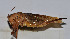  ( - ZYX104)  @12 [ ] CreativeCommons - Attribution (2010) Zhi-Jun Zhou Centre for Biodiversity Genomics