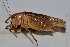  ( - ZYX105)  @12 [ ] CreativeCommons - Attribution (2010) Zhi-Jun Zhou Centre for Biodiversity Genomics