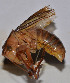  ( - ZYX106)  @12 [ ] CreativeCommons - Attribution (2010) Zhi-Jun Zhou Centre for Biodiversity Genomics