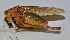  ( - ZYX161)  @13 [ ] CreativeCommons - Attribution (2010) Zhi-Jun Zhou Centre for Biodiversity Genomics