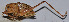  ( - ZYX002)  @13 [ ] CreativeCommons - Attribution (2010) Zhi-Jun Zhou Centre for Biodiversity Genomics