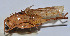  ( - ZYX006)  @12 [ ] CreativeCommons - Attribution (2010) Zhi-Jun Zhou Centre for Biodiversity Genomics