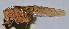  ( - ZYX013)  @12 [ ] CreativeCommons - Attribution (2010) Zhi-Jun Zhou Centre for Biodiversity Genomics