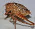  ( - ZYX015)  @12 [ ] CreativeCommons - Attribution (2010) Zhi-Jun Zhou Centre for Biodiversity Genomics