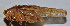  ( - ZYX016)  @12 [ ] CreativeCommons - Attribution (2010) Zhi-Jun Zhou Centre for Biodiversity Genomics