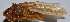  ( - ZYX024)  @12 [ ] CreativeCommons - Attribution (2010) Zhi-Jun Zhou Centre for Biodiversity Genomics