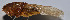  ( - ZYX025)  @12 [ ] CreativeCommons - Attribution (2010) Zhi-Jun Zhou Centre for Biodiversity Genomics