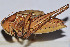  ( - ZYX033)  @13 [ ] CreativeCommons - Attribution (2010) Zhi-Jun Zhou Centre for Biodiversity Genomics