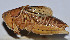  ( - ZYX034)  @12 [ ] CreativeCommons - Attribution (2010) Zhi-Jun Zhou Centre for Biodiversity Genomics