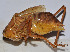  (Gampsocleis gratiosa - ZYX044)  @14 [ ] CreativeCommons - Attribution (2010) Zhi-Jun Zhou Centre for Biodiversity Genomics