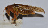  ( - ZYX046)  @14 [ ] CreativeCommons - Attribution (2010) Zhi-Jun Zhou Centre for Biodiversity Genomics