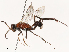  ( - CBG-B04143-G06)  @11 [ ] CreativeCommons - Attribution Share - Alike (2025) CBG Photography Group Centre for Biodiversity Genomics