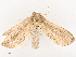  (Sesamia penniseti - CBG-B07584-A08)  @11 [ ] CreativeCommons - Attribution Share - Alike (2025) CBG Photography Group Centre for Biodiversity Genomics
