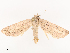  (Leucania bertha - CBG-B07584-B05)  @11 [ ] CreativeCommons - Attribution Share - Alike (2025) CBG Photography Group Centre for Biodiversity Genomics