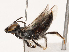  (Braunsapis foveata - CBG-B07585-F06)  @11 [ ] CreativeCommons - Attribution Share - Alike (2025) CBG Photography Group Centre for Biodiversity Genomics