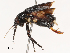  ( - CBG-B07585-H05)  @11 [ ] CreativeCommons - Attribution Share - Alike (2025) CBG Photography Group Centre for Biodiversity Genomics
