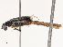 ( - CBG-B07590-C11)  @11 [ ] CreativeCommons - Attribution Share - Alike (2025) CBG Photography Group Centre for Biodiversity Genomics
