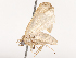  ( - CBG-B17285-C12)  @11 [ ] CreativeCommons - Attribution Share - Alike (2025) CBG Photography Group Centre for Biodiversity Genomics