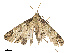  ( - CBG-B19172-C09)  @11 [ ] CreativeCommons - Attribution Share - Alike (2025) CBG Photography Group Centre for Biodiversity Genomics