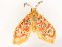  ( - CBG-B19172-C10)  @11 [ ] CreativeCommons - Attribution Share - Alike (2025) CBG Photography Group Centre for Biodiversity Genomics