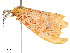  (Euproctoides - CBG-B19172-C11)  @11 [ ] CreativeCommons - Attribution Share - Alike (2025) CBG Photography Group Centre for Biodiversity Genomics