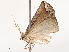  ( - CBG-B19172-G06)  @11 [ ] CreativeCommons - Attribution Share - Alike (2025) CBG Photography Group Centre for Biodiversity Genomics