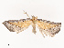  ( - CBG-B19175-G02)  @11 [ ] CreativeCommons - Attribution Share - Alike (2025) CBG Photography Group Centre for Biodiversity Genomics