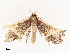  ( - CBG-B19175-G03)  @11 [ ] CreativeCommons - Attribution Share - Alike (2025) CBG Photography Group Centre for Biodiversity Genomics