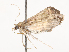  ( - CBG-B23312-C02)  @11 [ ] CreativeCommons - Attribution Share - Alike (2025) CBG Photography Group Centre for Biodiversity Genomics