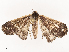  ( - CBG-B17212-D04)  @11 [ ] CreativeCommons - Attribution Share - Alike (2025) CBG Photography Group Centre for Biodiversity Genomics