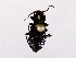  ( - BIOUG56893-A08)  @11 [ ] CreativeCommons - Attribution (2021) CBG Photography Group Centre for Biodiversity Genomics