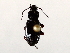  ( - BIOUG56893-B01)  @11 [ ] CreativeCommons - Attribution (2021) CBG Photography Group Centre for Biodiversity Genomics