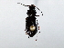  ( - BIOUG56893-B12)  @11 [ ] CreativeCommons - Attribution (2021) CBG Photography Group Centre for Biodiversity Genomics