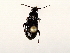  ( - BIOUG56893-C02)  @11 [ ] CreativeCommons - Attribution (2021) CBG Photography Group Centre for Biodiversity Genomics