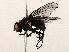  ( - BIOUG56893-D07)  @11 [ ] CreativeCommons - Attribution (2021) CBG Photography Group Centre for Biodiversity Genomics