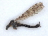  ( - BIOUG56893-H09)  @11 [ ] CreativeCommons - Attribution (2021) CBG Photography Group Centre for Biodiversity Genomics